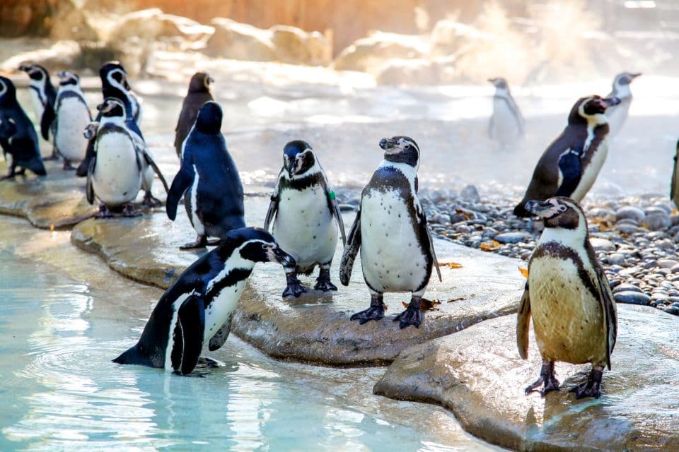 London Zoo: Entry Ticket - Image 18