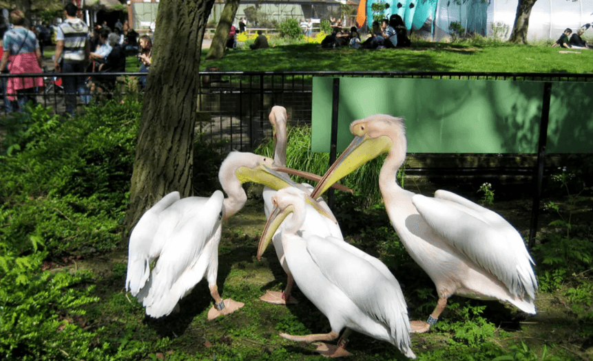 London Zoo: Entry Ticket - Image 15